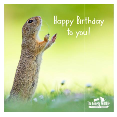 Comedy Wildlife Conducting Squirrel Birthday Card   £2.50