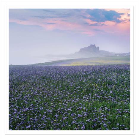 Phacelia Field View Greetings Card   £2.50