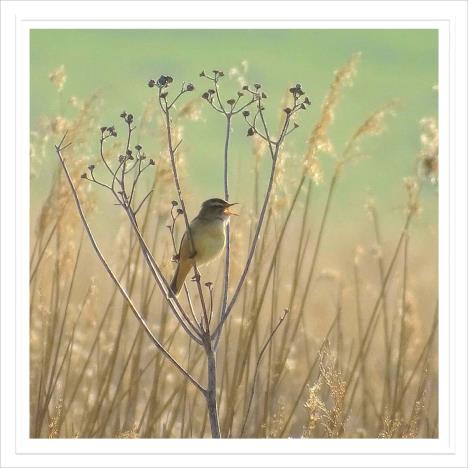 Warbler in the Reed Beds Greetings Card   £2.50